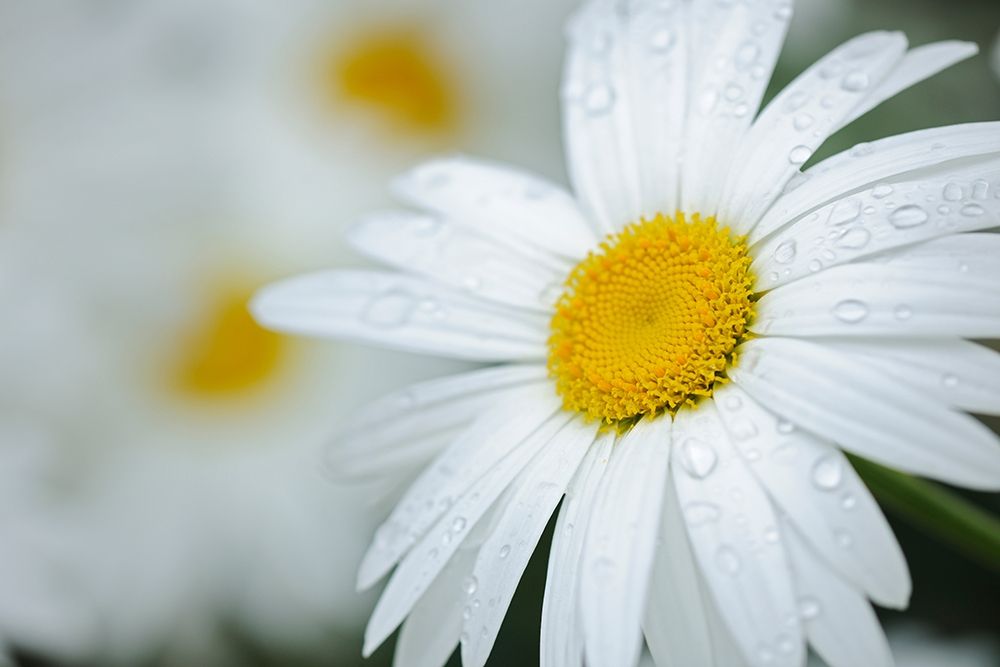 Canada Close-up of dew on common daisy art print by Jaynes Gallery for $57.95 CAD